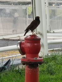 Close-up of bird perching on a window