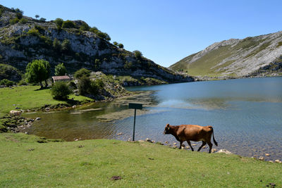 Cows grazing on field by lake against clear sky