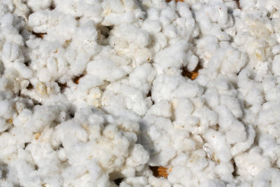 Close-up of insect on white background