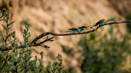 Close-up of bird perching on branch