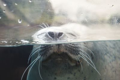 Close-up of horse in swimming pool