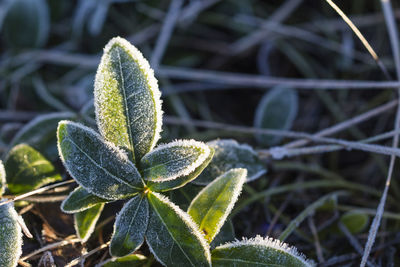 Close-up of snow on plant