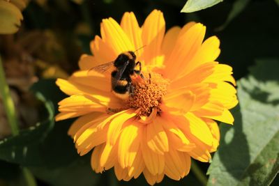 Close-up of bee on yellow flower