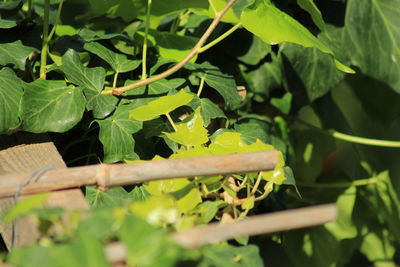 High angle view of fresh green leaves on plant