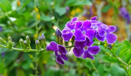 Close-up of purple flowering plant