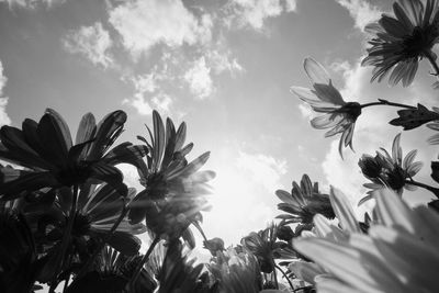 Low angle view of flowers blooming against sky