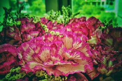 Close-up of pink flowers