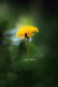 Close-up of yellow flowering plant