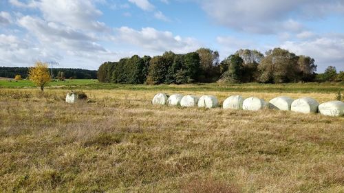 Hay bales in a field