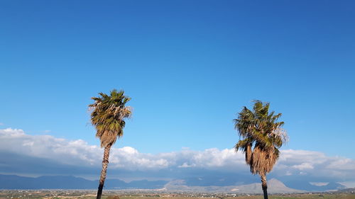 Palm trees against blue sky