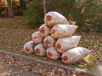 Close-up of stack on stone wall in yard