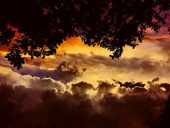 Low angle view of tree against cloudy sky during sunset