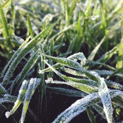 Close-up of plants