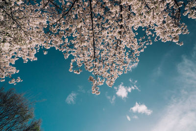 Low angle view of cherry blossom against blue sky