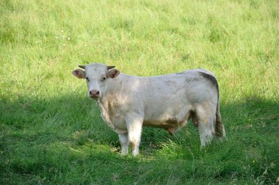 Portrait of cow standing on grass