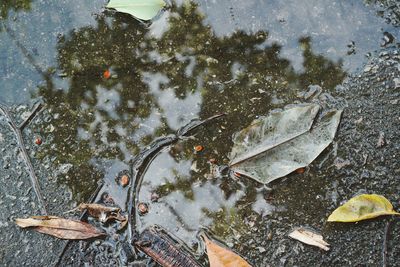 High angle view of dry leaves floating on water