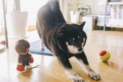 Black cat with ball on floor at home