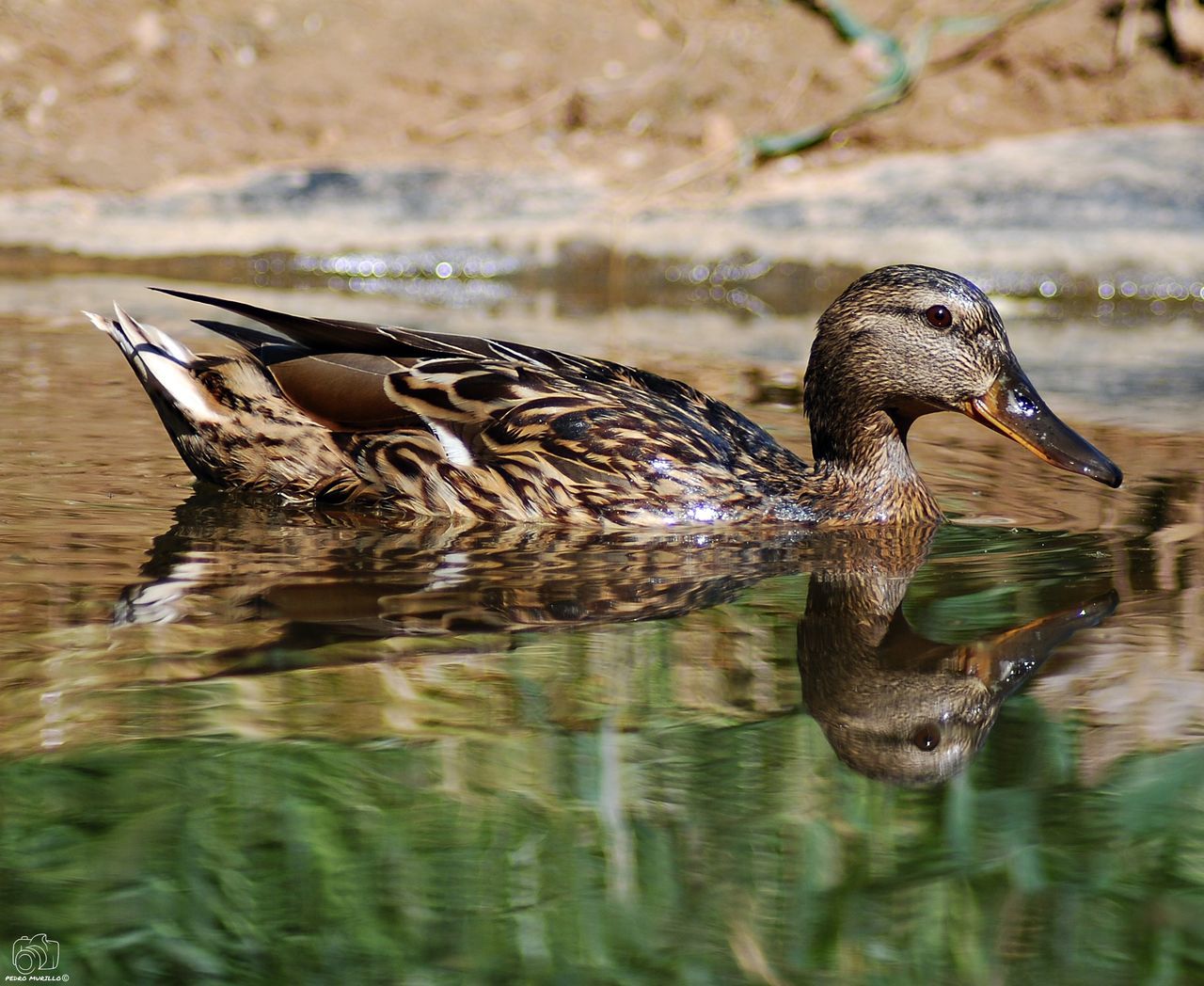 animals in the wild, animal wildlife, water, animal themes, bird, animal, lake, vertebrate, waterfront, one animal, swimming, duck, nature, day, reflection, no people, poultry, mallard duck, beauty in nature, beak