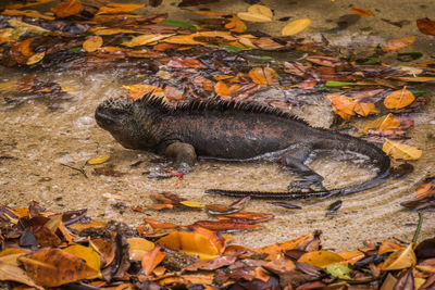 High angle view of marine iguana on beach