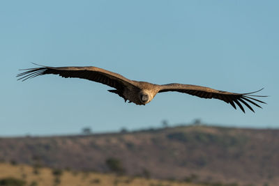 Full length of vulture with spread wings flying against clear sky
