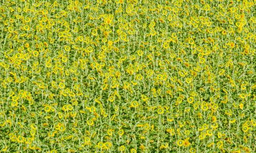 Full frame shot of yellow flowering plants on field