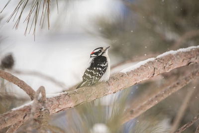 Bird perching on a tree