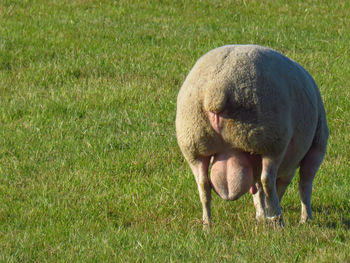 Sheep grazing in a field