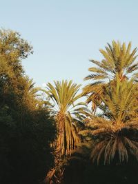 Low angle view of palm trees against clear sky