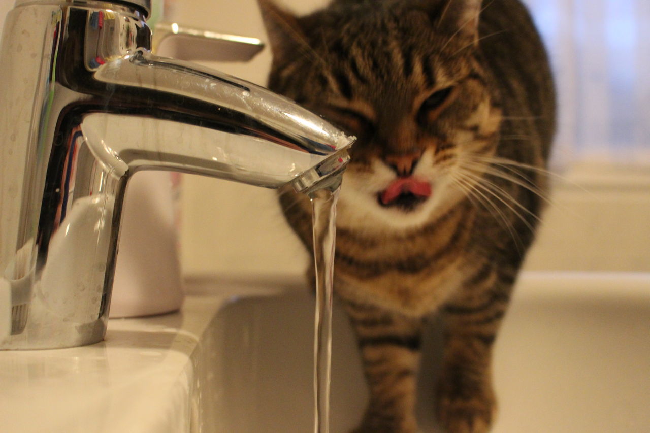 Water and cat