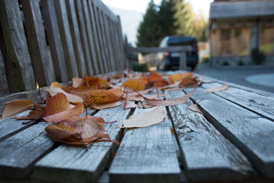 Close-up of autumn leaves on table