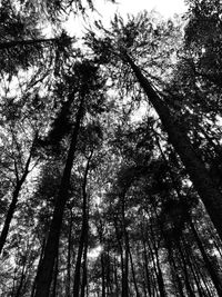 Low angle view of trees in forest against sky