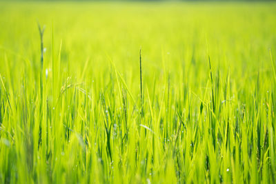 Full frame shot of crops growing on field