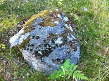 High angle view of moss growing on rock