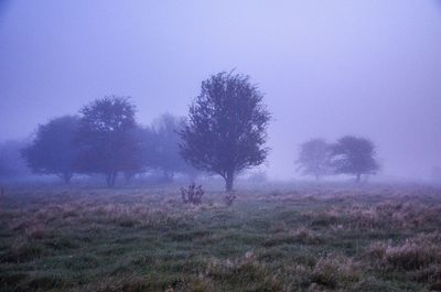 Trees on field against sky