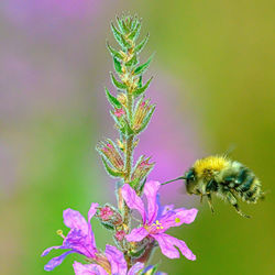 Close-up of bee pollinating on flower