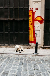 Dog on wall