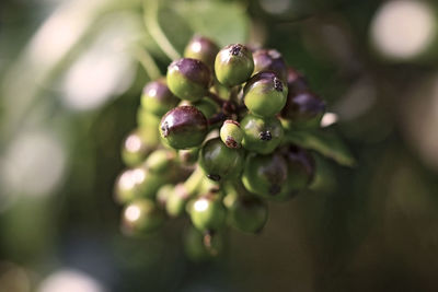 Close-up of berries growing on tree