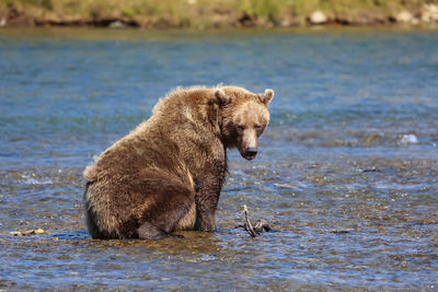 Alaskan brown bear sitting in the riverbed of moraine creek, katmai national park, alaska