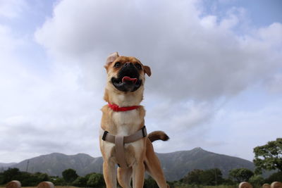 Portrait of dog standing on mountain against cloudy sky