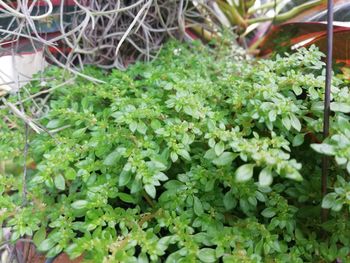 High angle view of plants growing in container