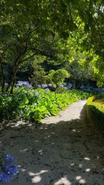 Plants growing on landscape