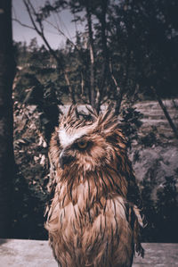 Close-up of a bird