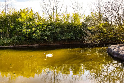 View of bird in lake