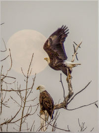 Eagles perching on tree