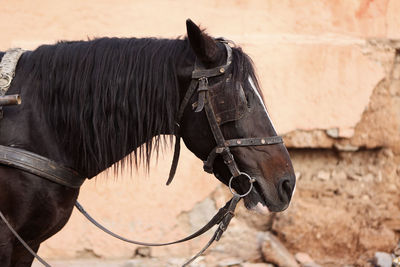 Portrait of a brown horse with cart in marrakech