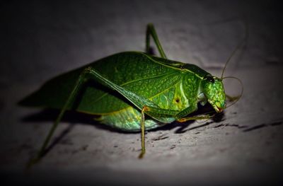 Close-up of bug on leaf