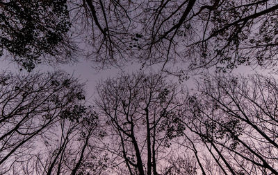 Low angle view of bare trees against sky