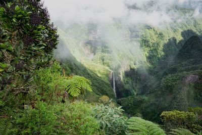 Scenic view of forest