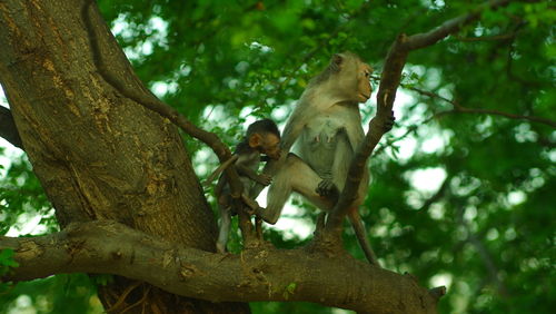 Low angle view of monkey on tree