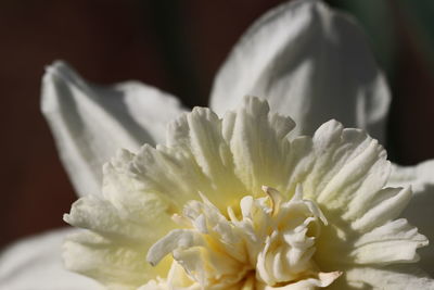 Close-up of white flower